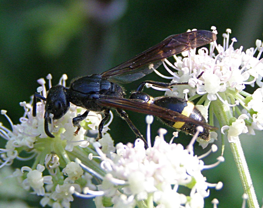 (cf.) Discoelius zonalis (Vespidae - Emenidae)